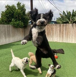 Meet your Posher, Brad